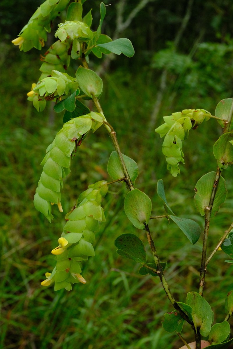 Humularia apiculata photo 2