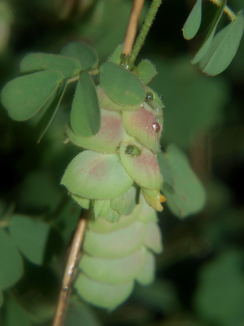 Humularia apiculata photo 3