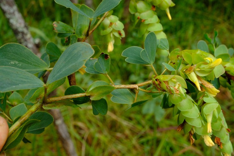 Humularia apiculata photo 5