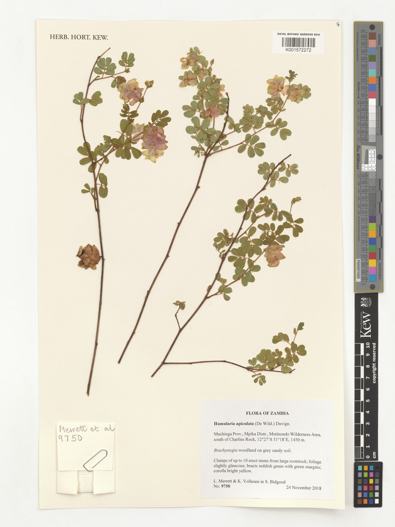 Humularia apiculata photo 7
