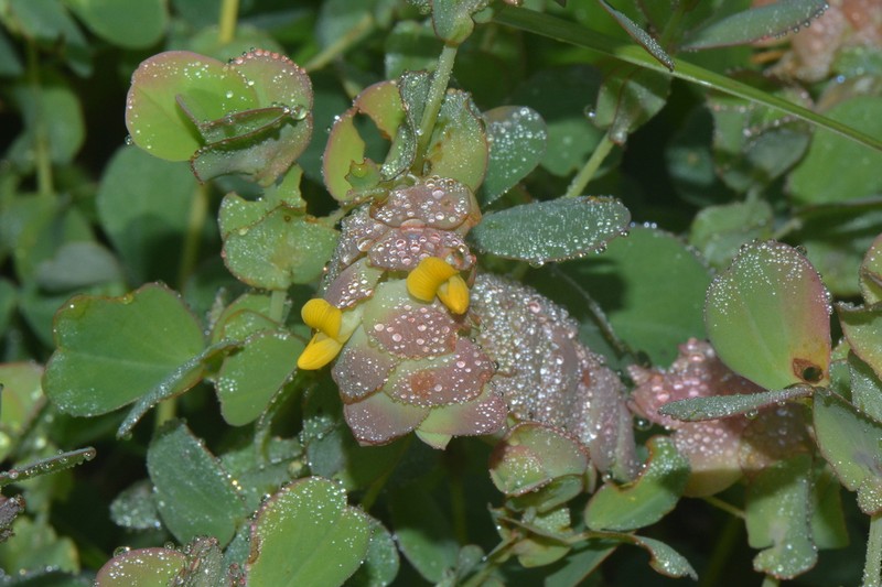 Humularia bequaertii