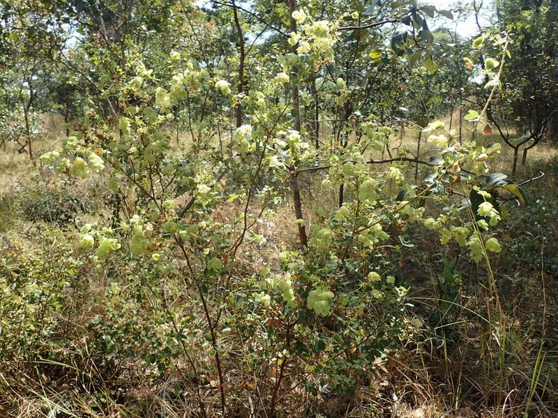 Humularia bequaertii photo 2