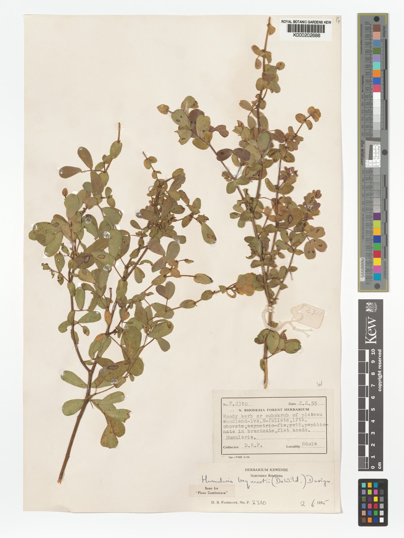 Humularia bequaertii var. bequaertii