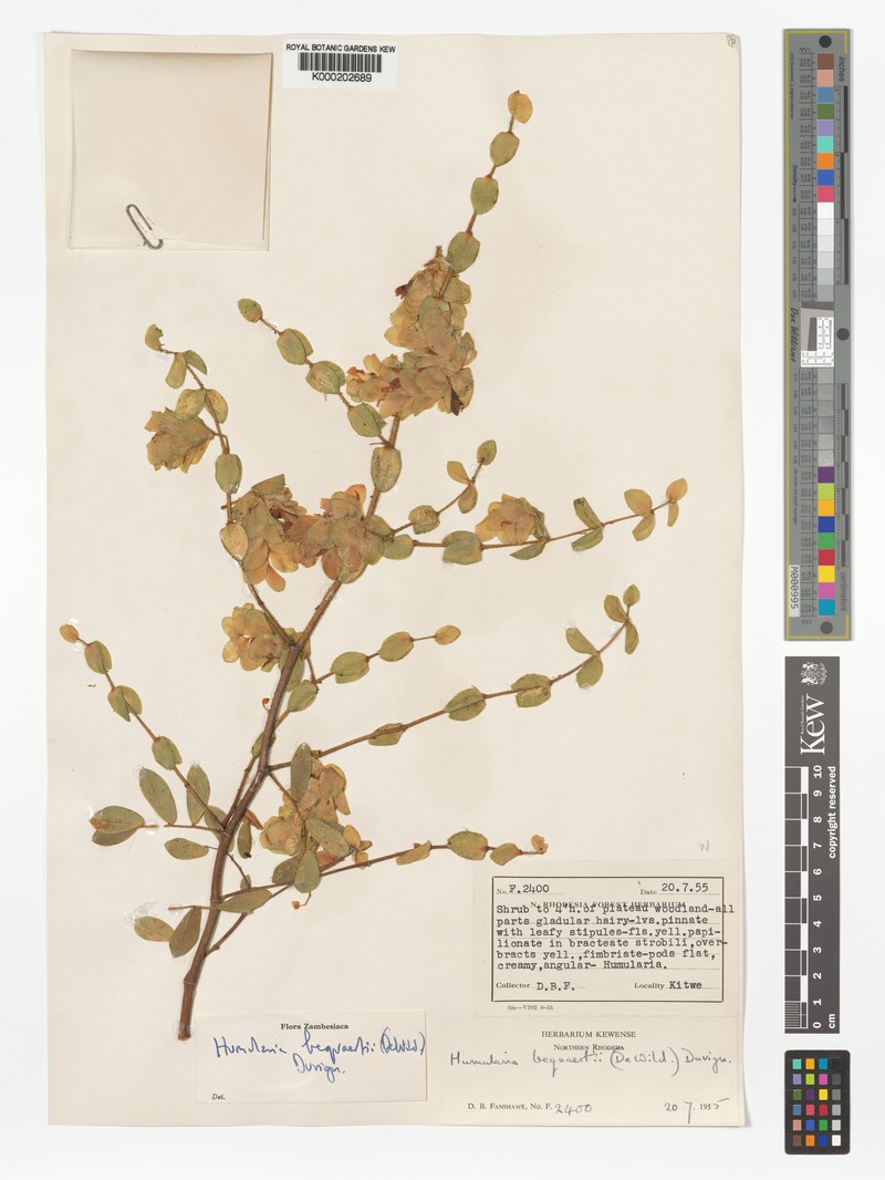 Humularia bequaertii var. bequaertii photo 2