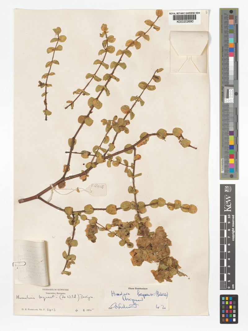 Humularia bequaertii var. bequaertii photo 3