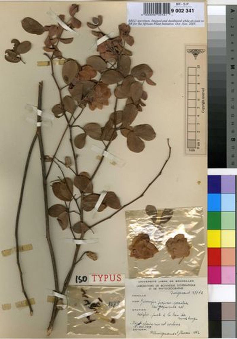 Humularia bequaertii var. bequaertii photo 4