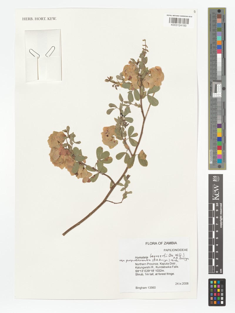 Humularia bequaertii var. purpureocoerulea