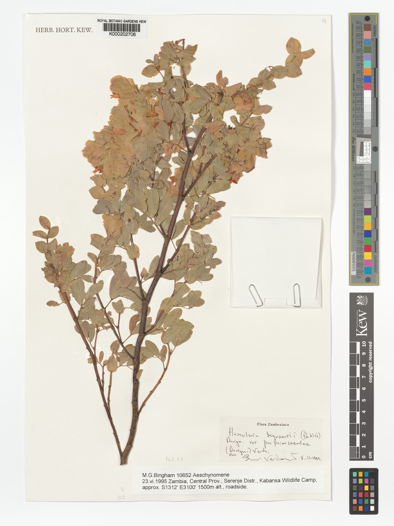 Humularia bequaertii var. purpureocoerulea photo 2