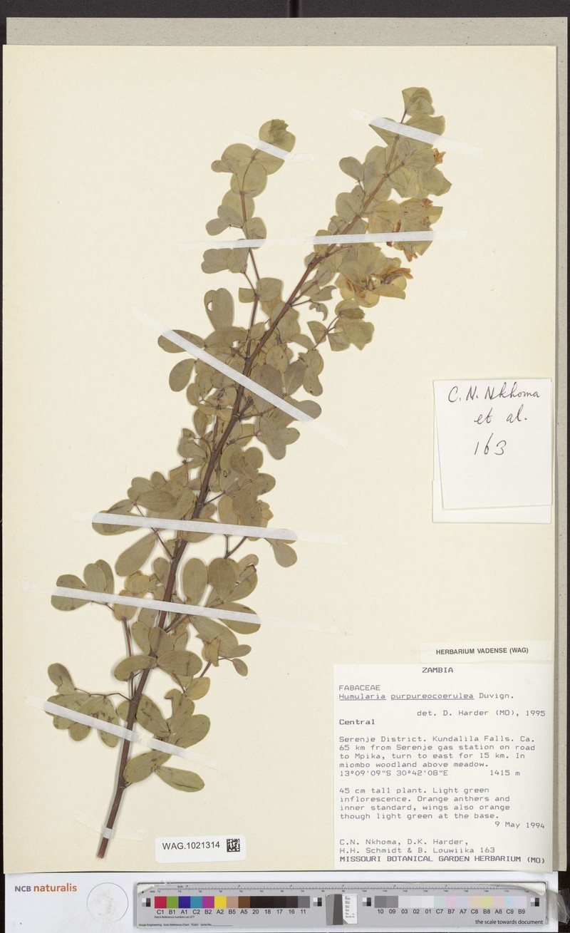 Humularia bequaertii var. purpureocoerulea photo 3