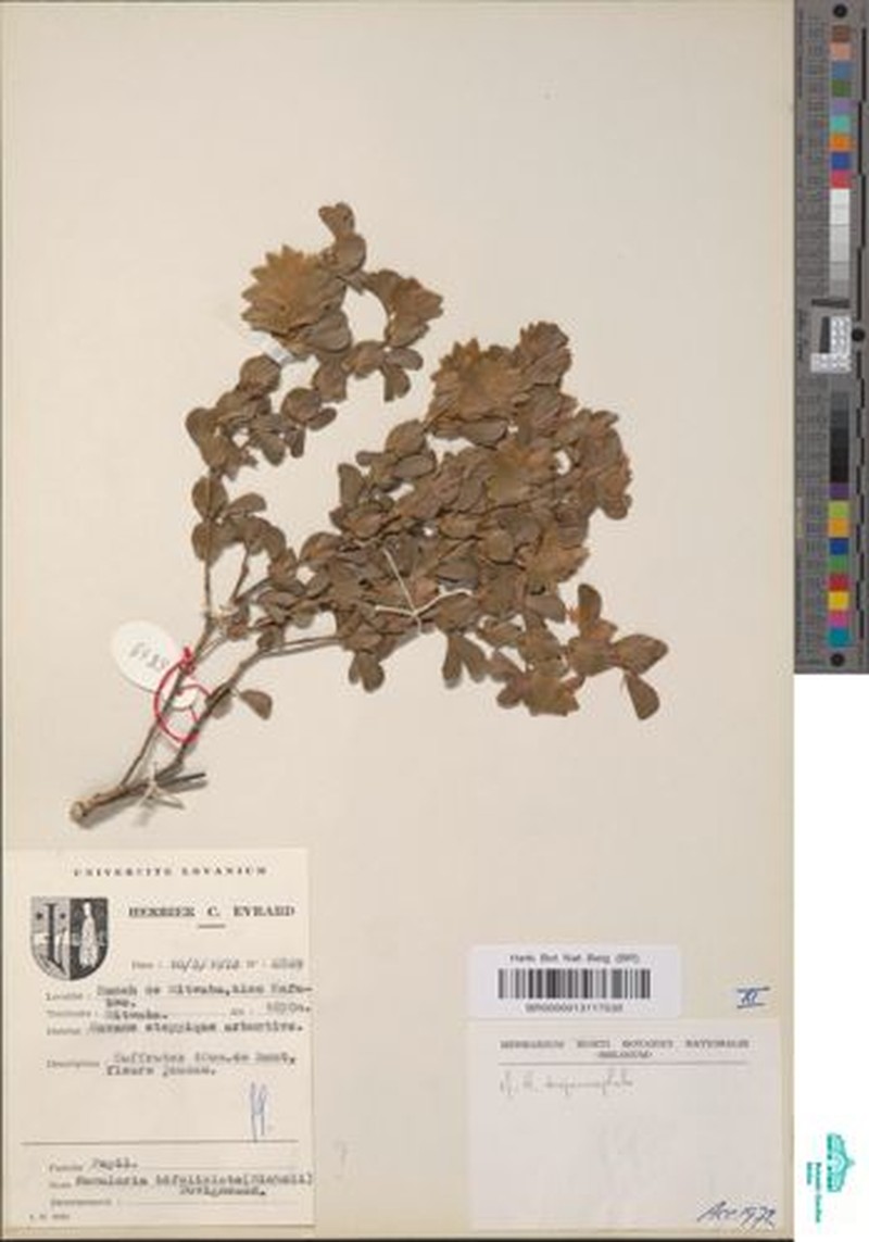 Humularia bifoliolata