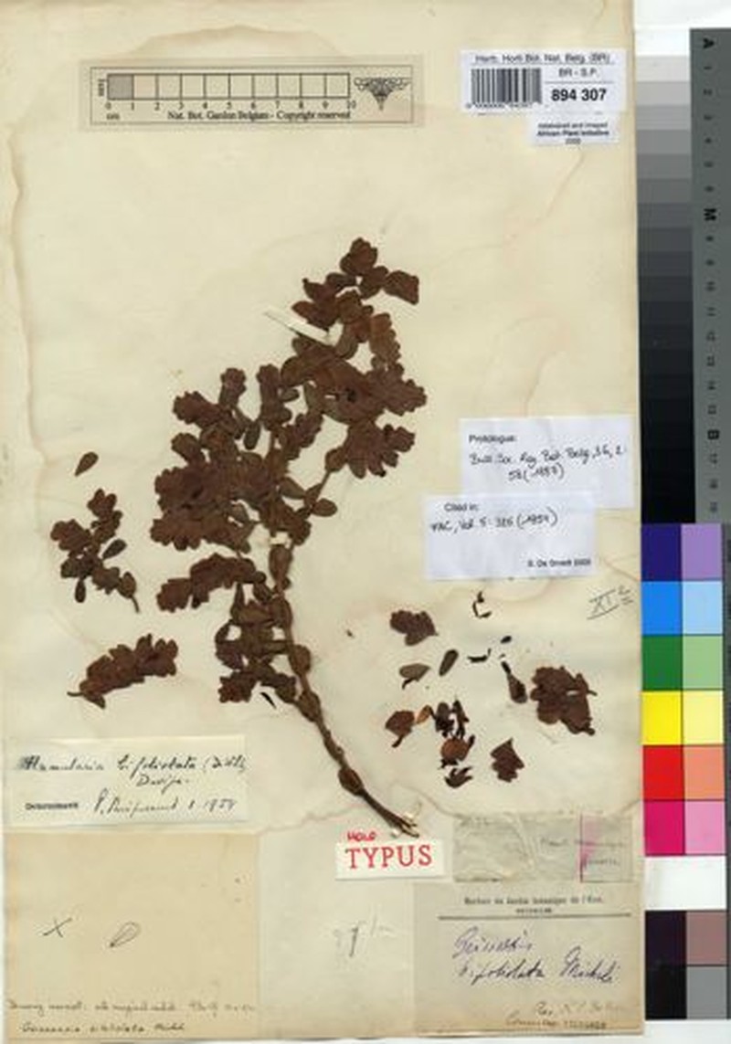 Humularia bifoliolata photo 2