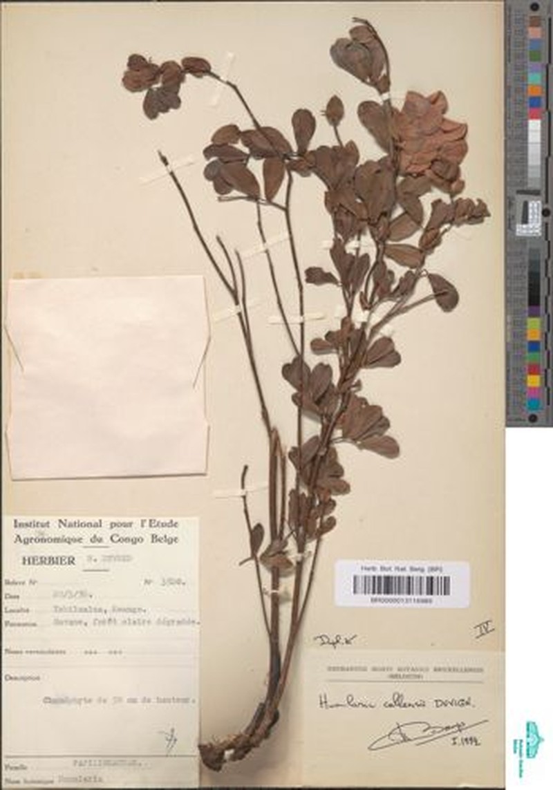 Humularia callensii