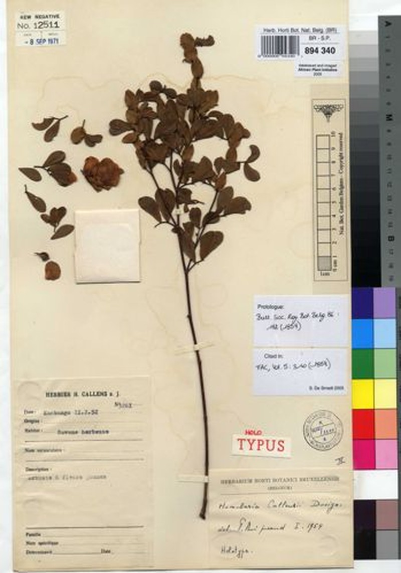 Humularia callensii photo 2