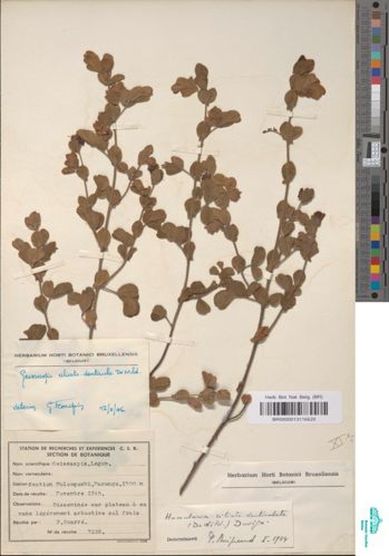 Humularia ciliatodenticulata