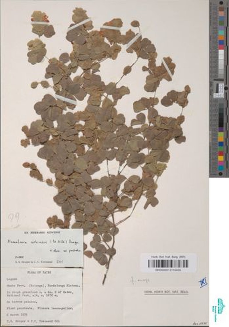 Humularia corbisieri