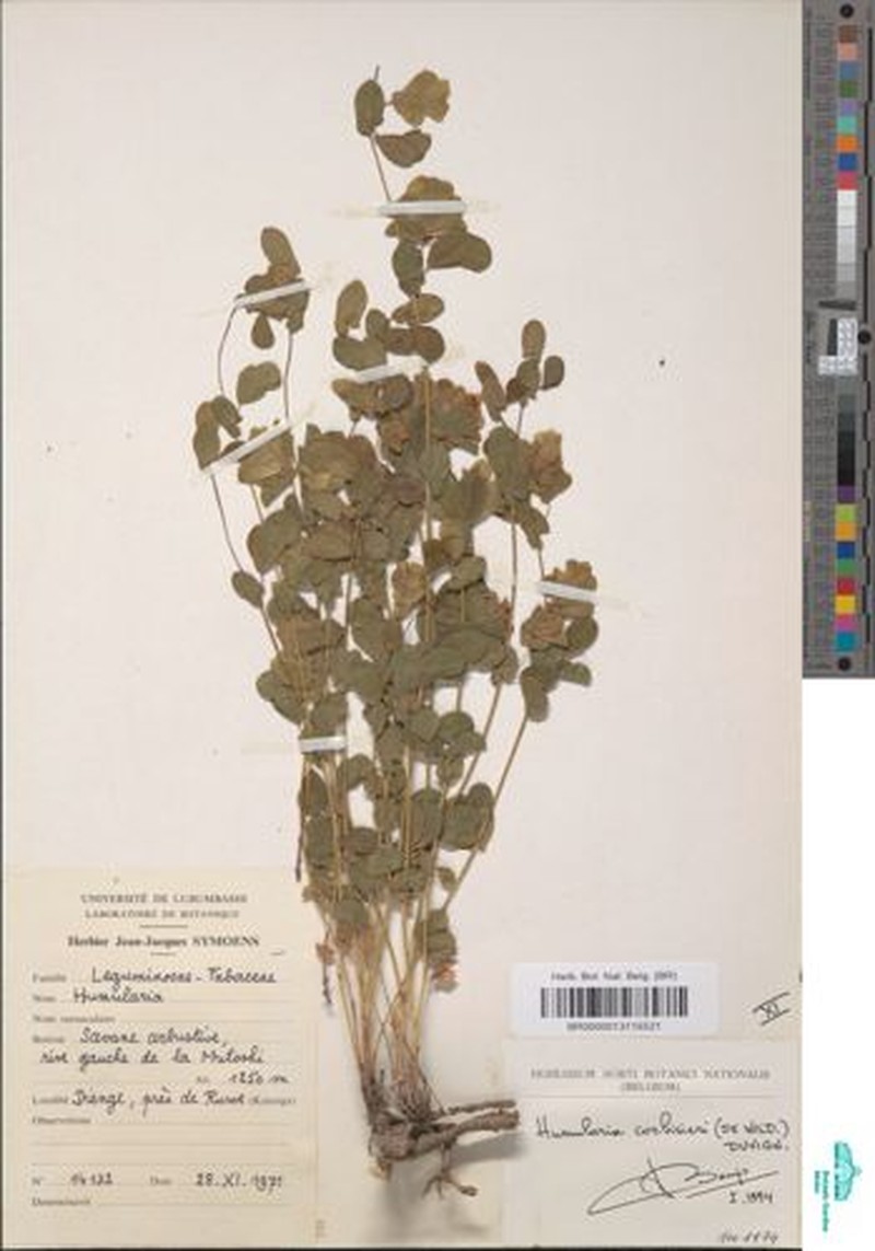 Humularia corbisieri photo 2