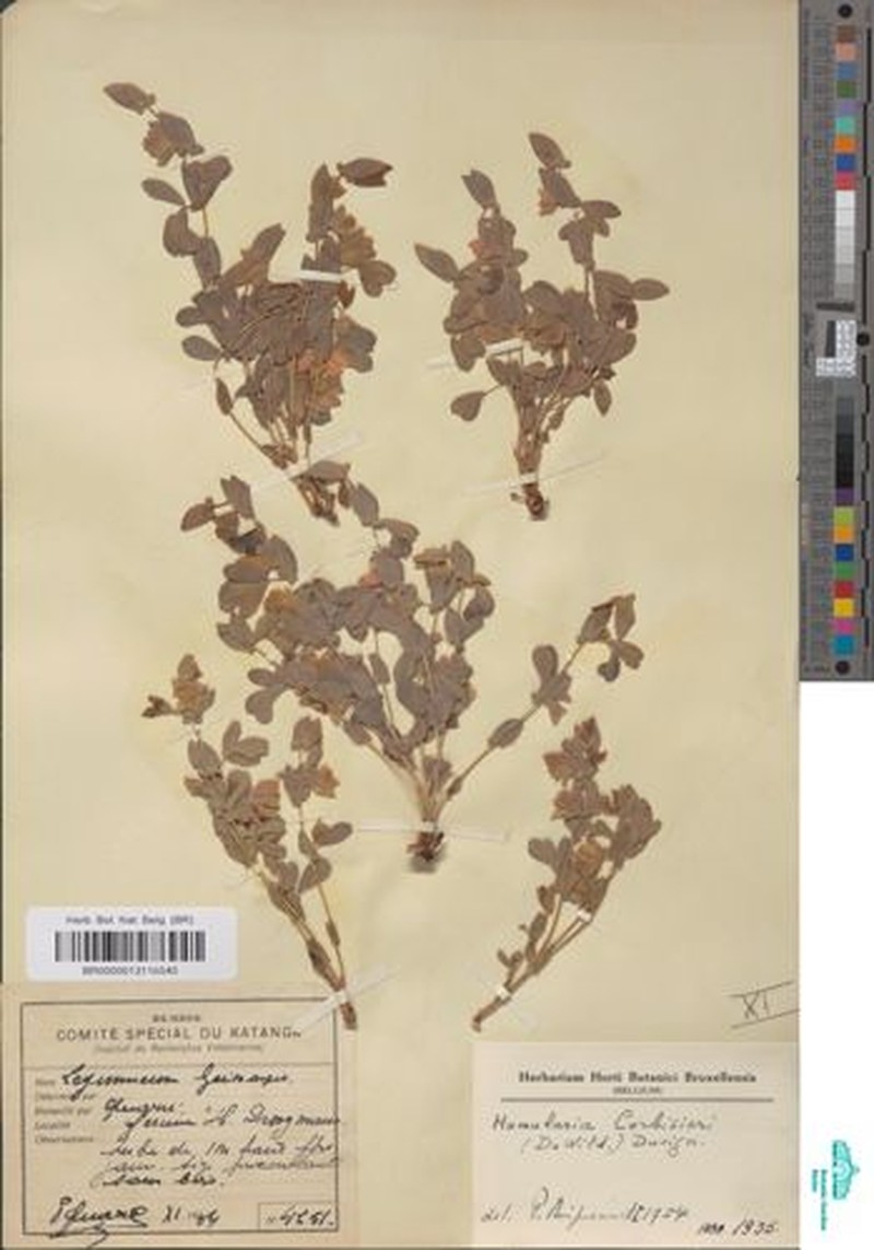 Humularia corbisieri photo 3
