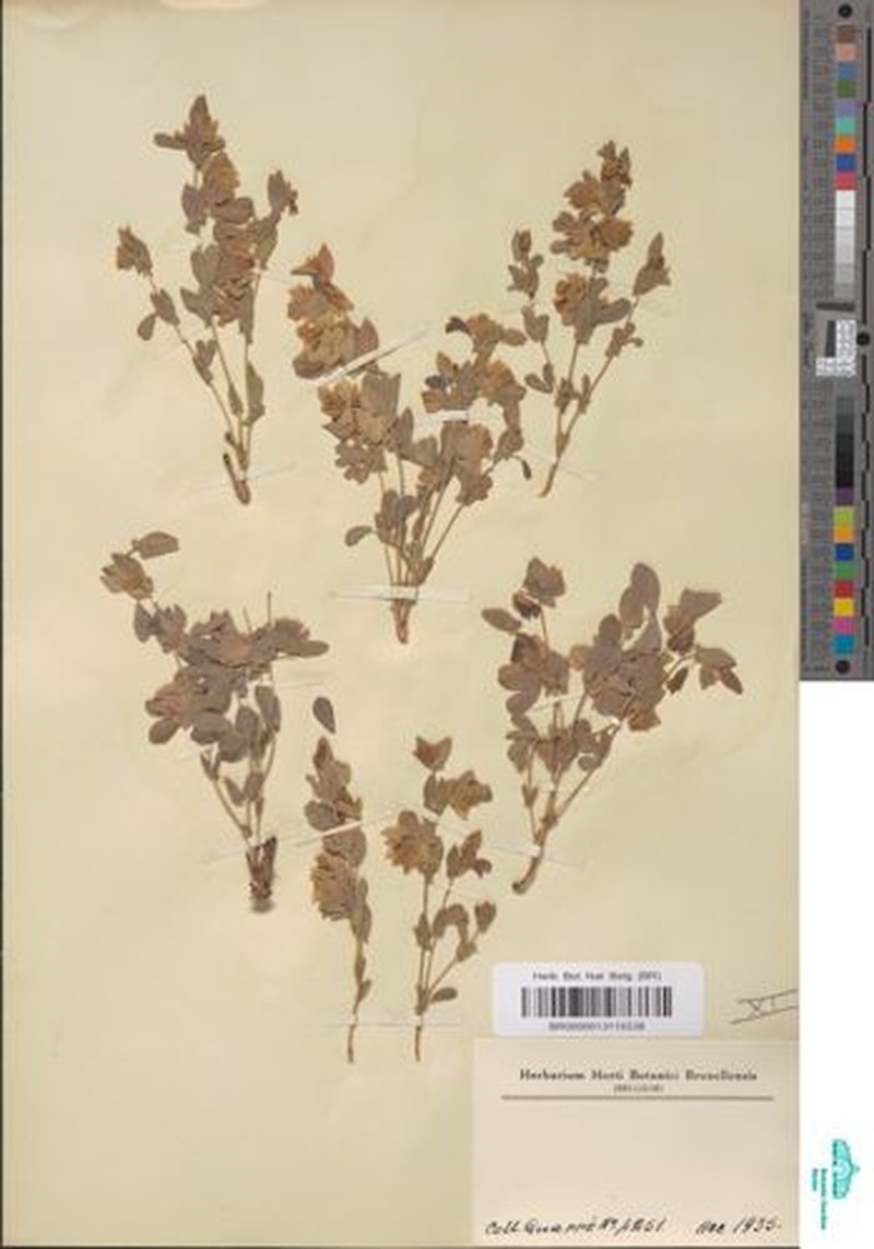 Humularia corbisieri photo 4