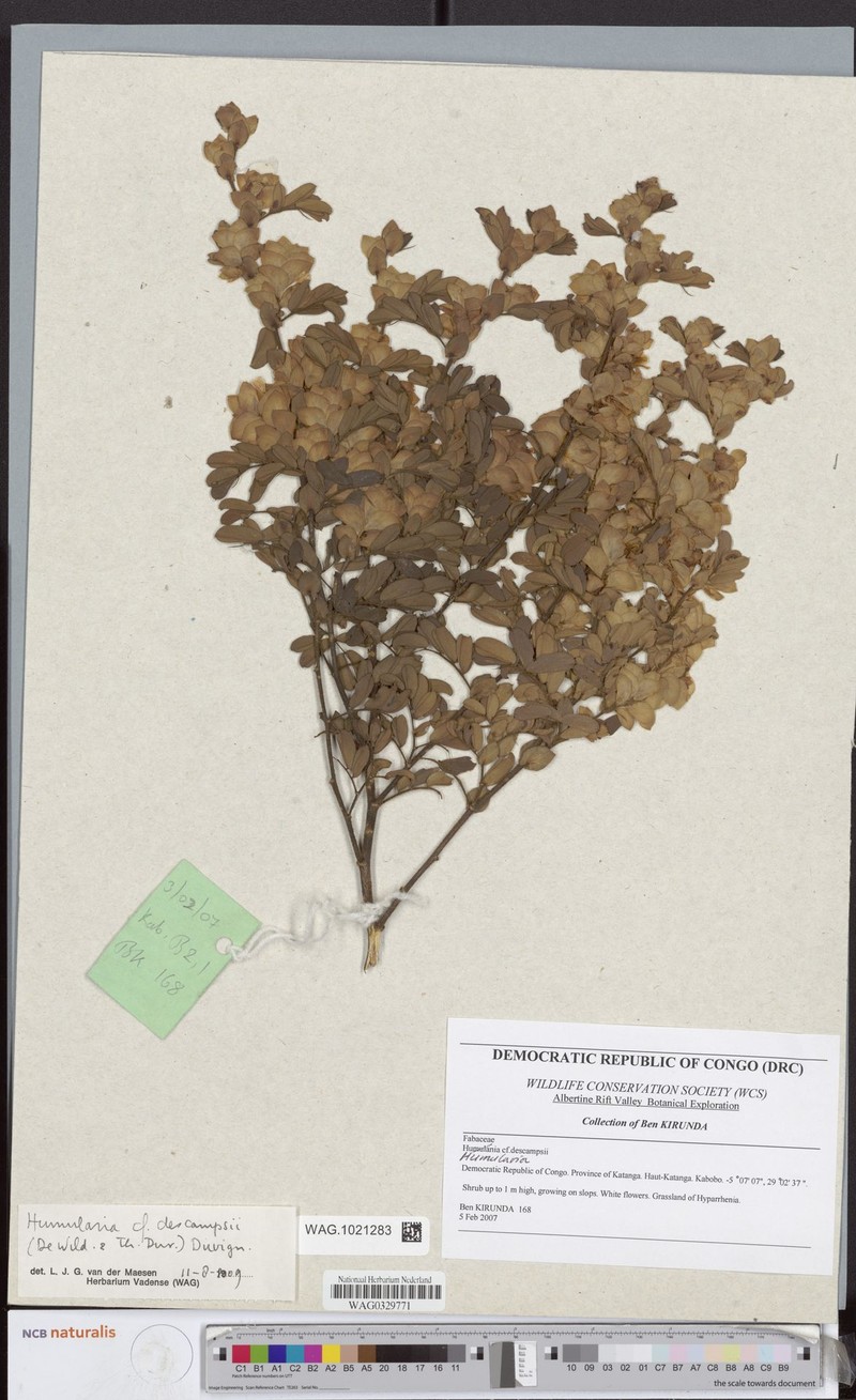 Humularia descampsii