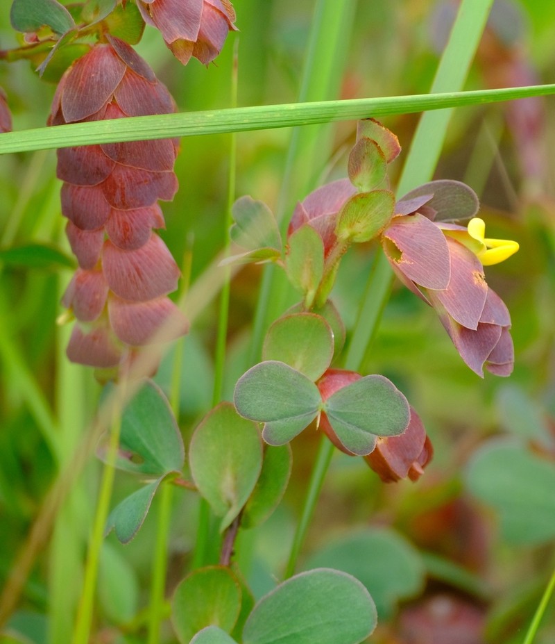 Humularia drepanocephala photo 2