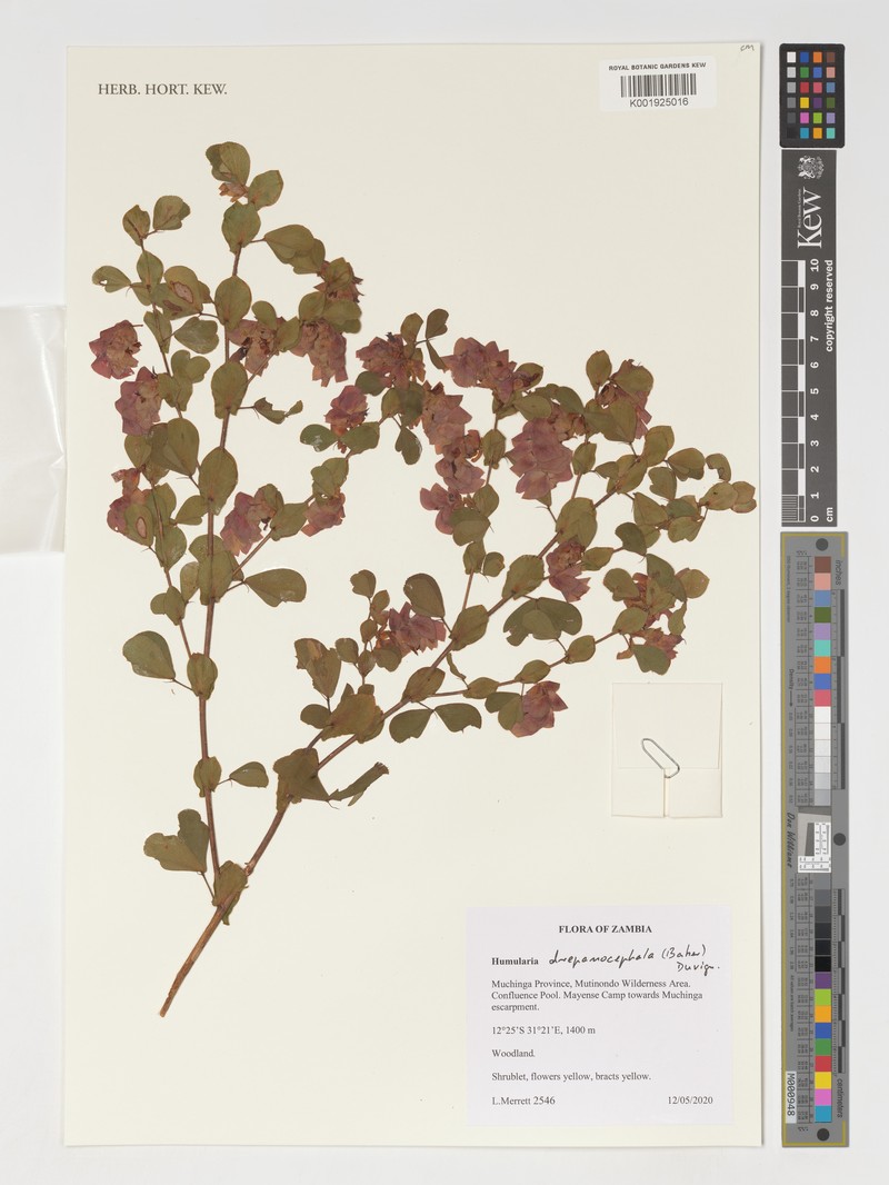 Humularia drepanocephala photo 4