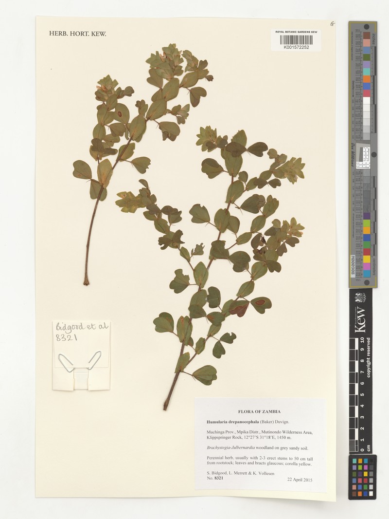 Humularia drepanocephala photo 5