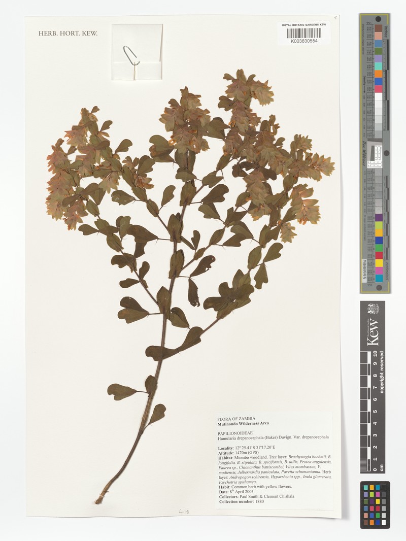 Humularia drepanocephala var. drepanocephala