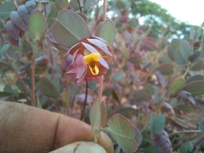 Humularia elisabethvilleana