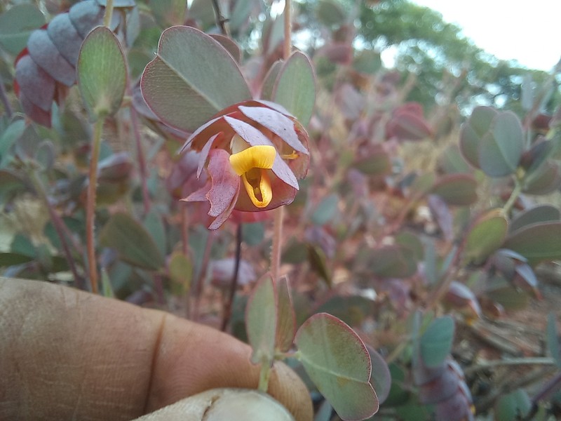 Humularia elisabethvilleana photo 2