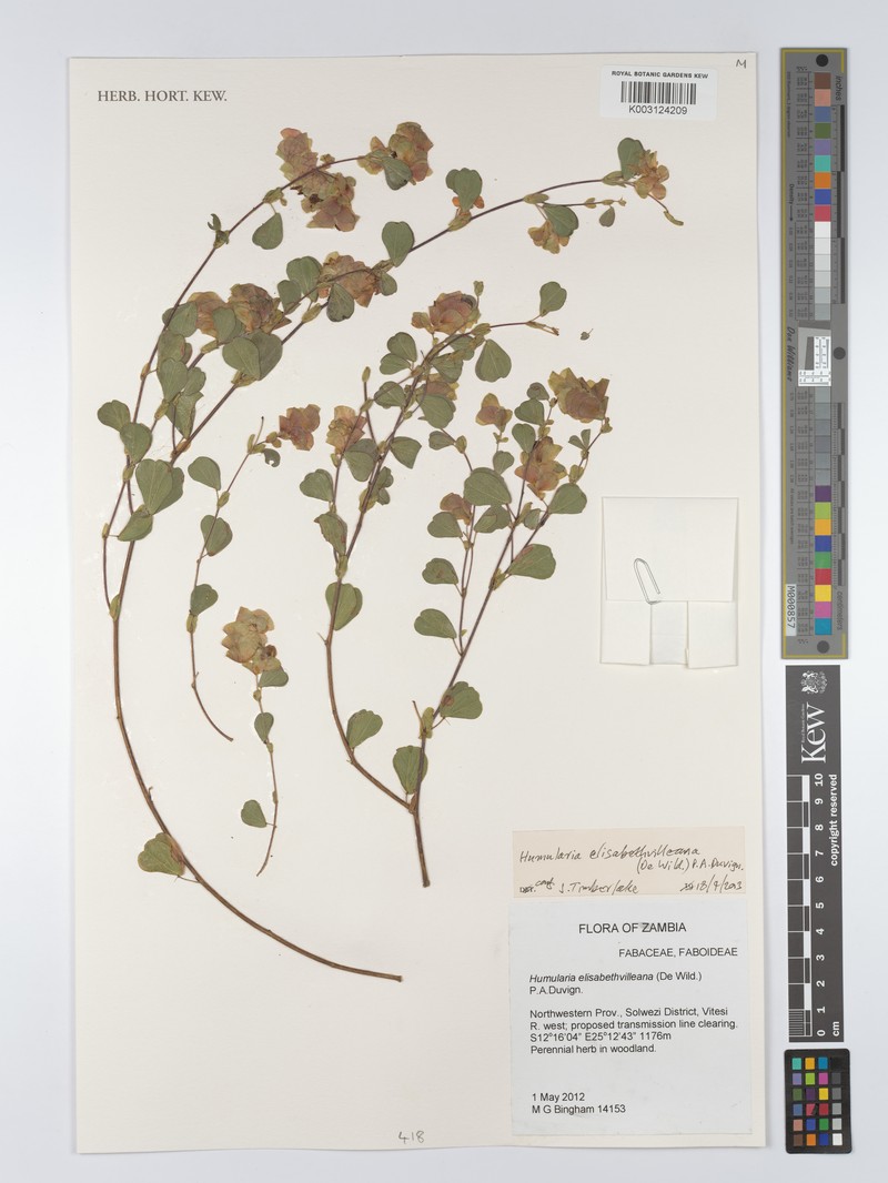 Humularia elisabethvilleana photo 3