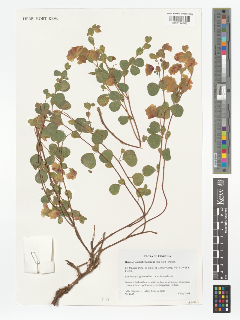 Humularia elisabethvilleana photo 4