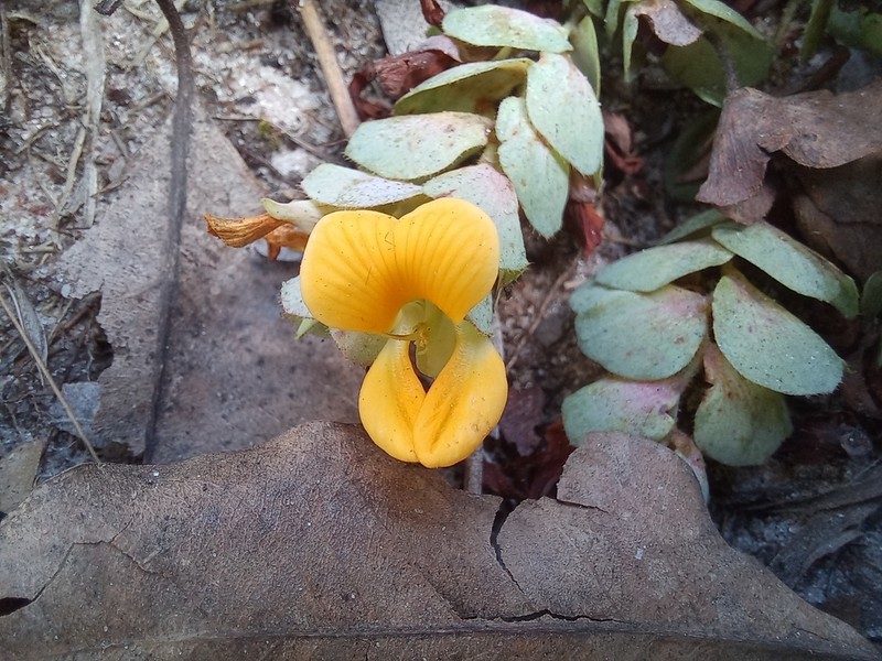 Humularia kapiriensis