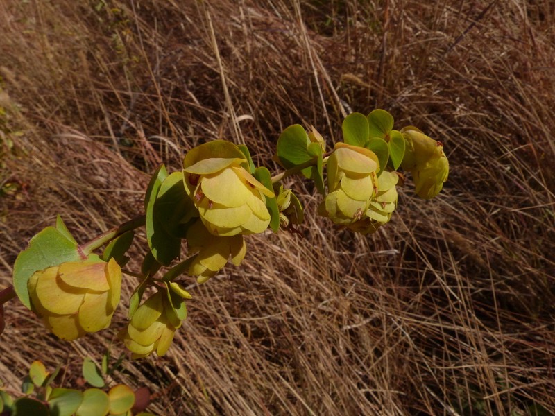 Humularia kapiriensis photo 2