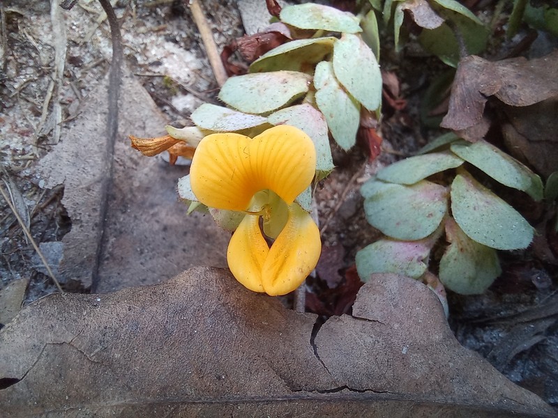Humularia kapiriensis photo 3