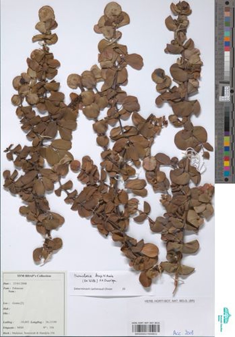 Humularia kapiriensis photo 4