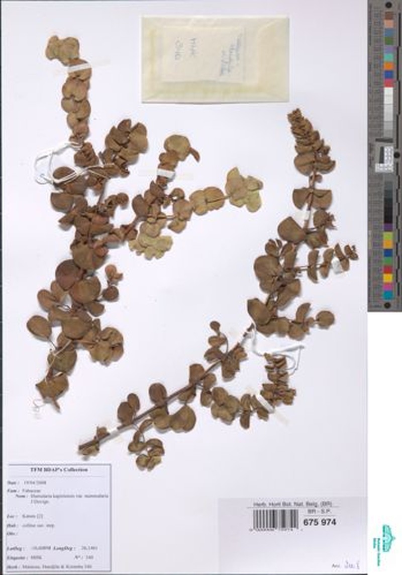 Humularia kapiriensis photo 6