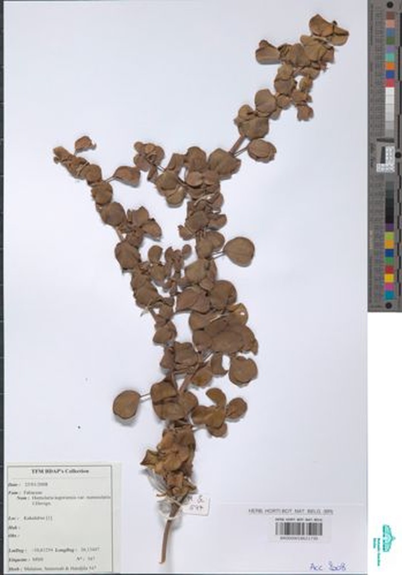 Humularia kapiriensis var. kapiriensis