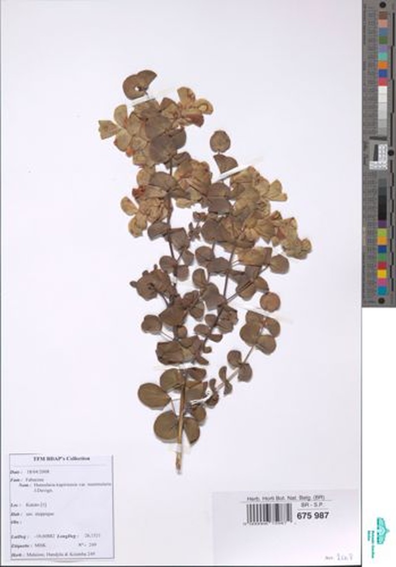 Humularia kapiriensis var. kapiriensis photo 3
