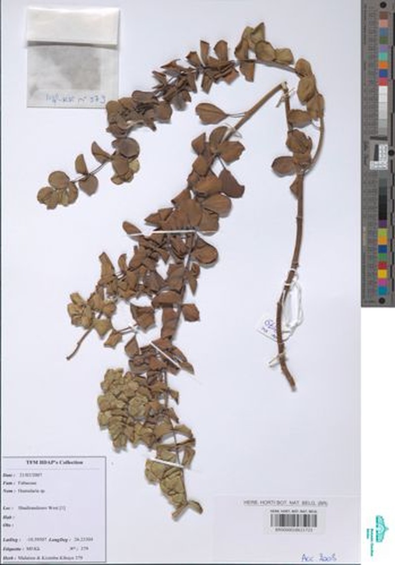 Humularia kapiriensis var. kapiriensis photo 4