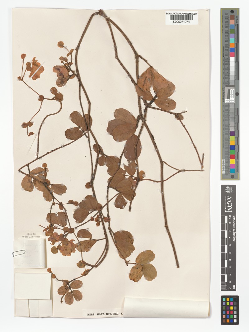 Humularia kapiriensis var. repens photo 2