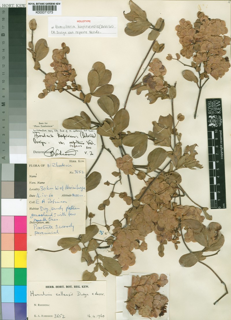 Humularia kapiriensis var. repens photo 3