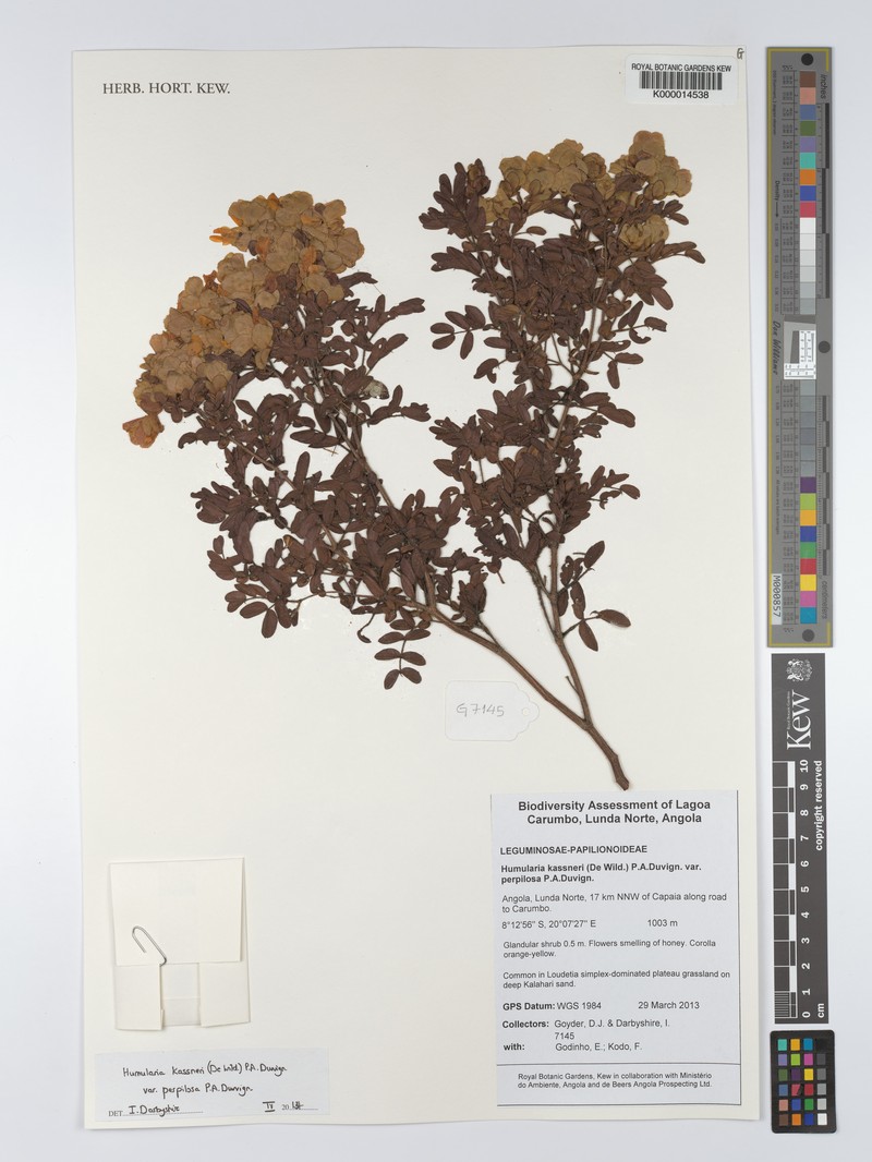 Humularia kassneri