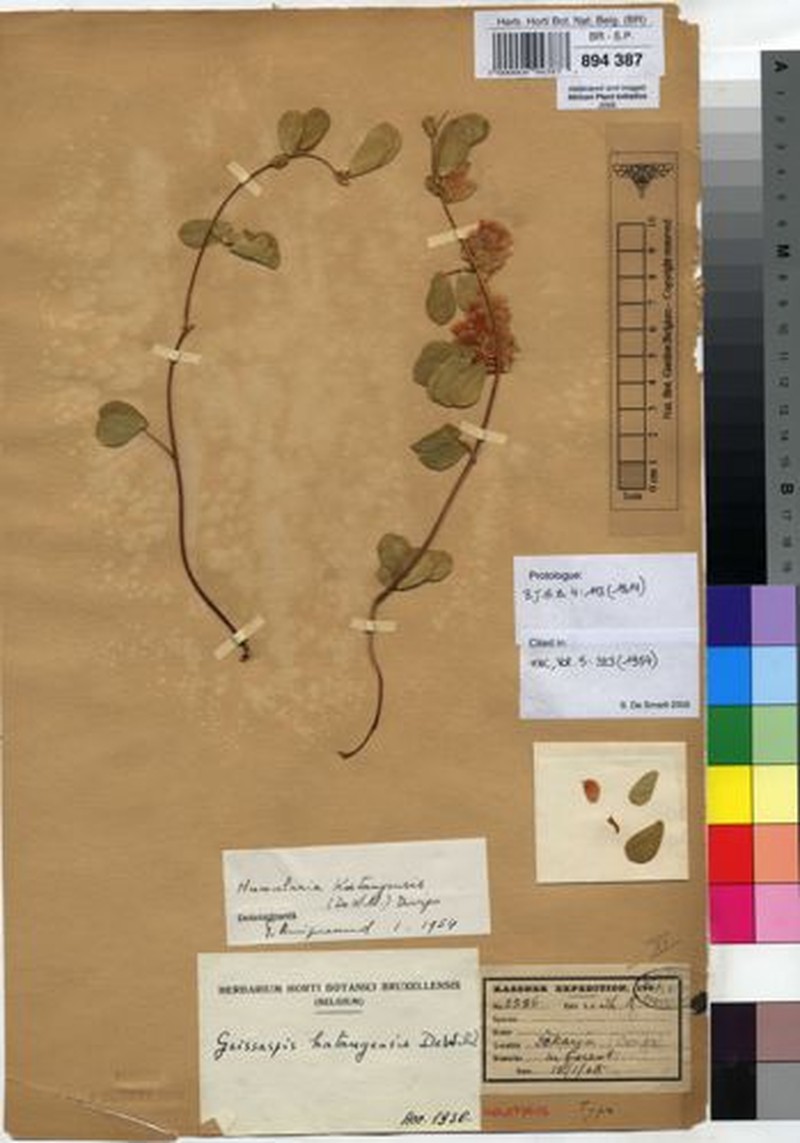 Humularia katangensis