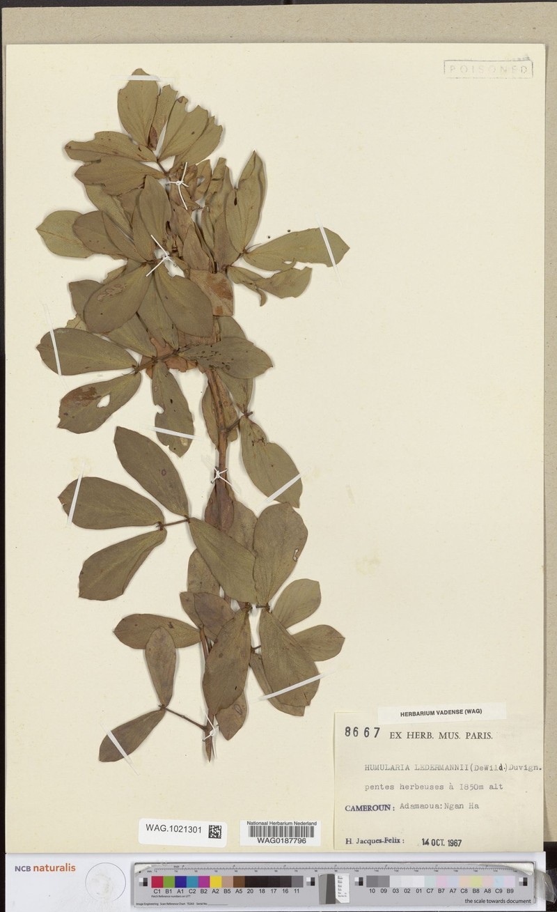Humularia ledermannii