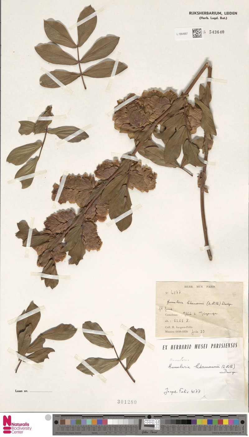 Humularia ledermannii photo 3