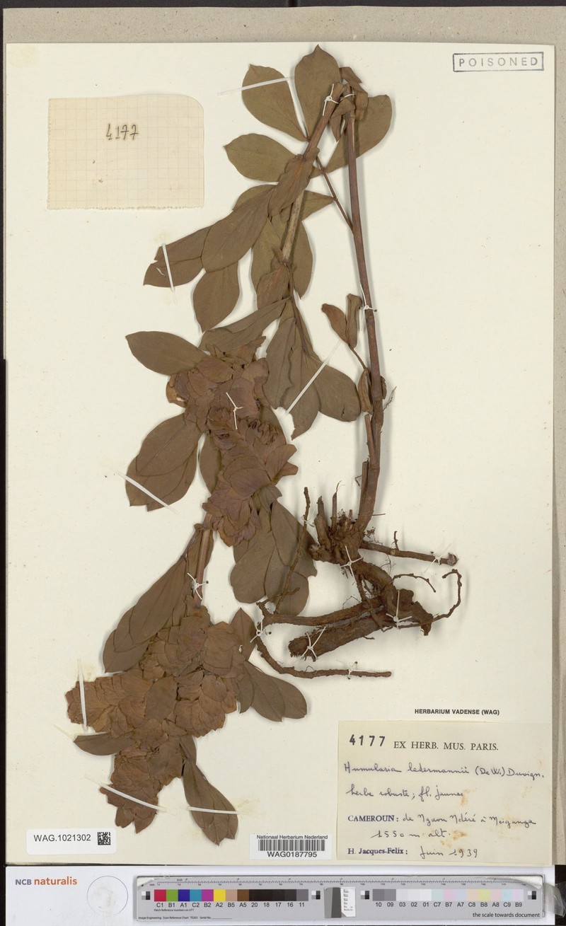 Humularia ledermannii photo 4
