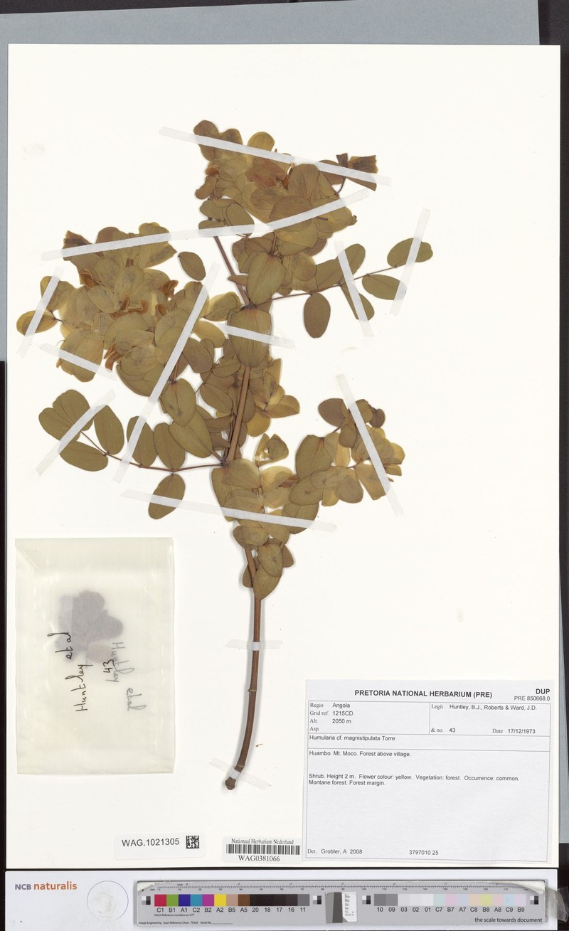 Humularia magnistipulata