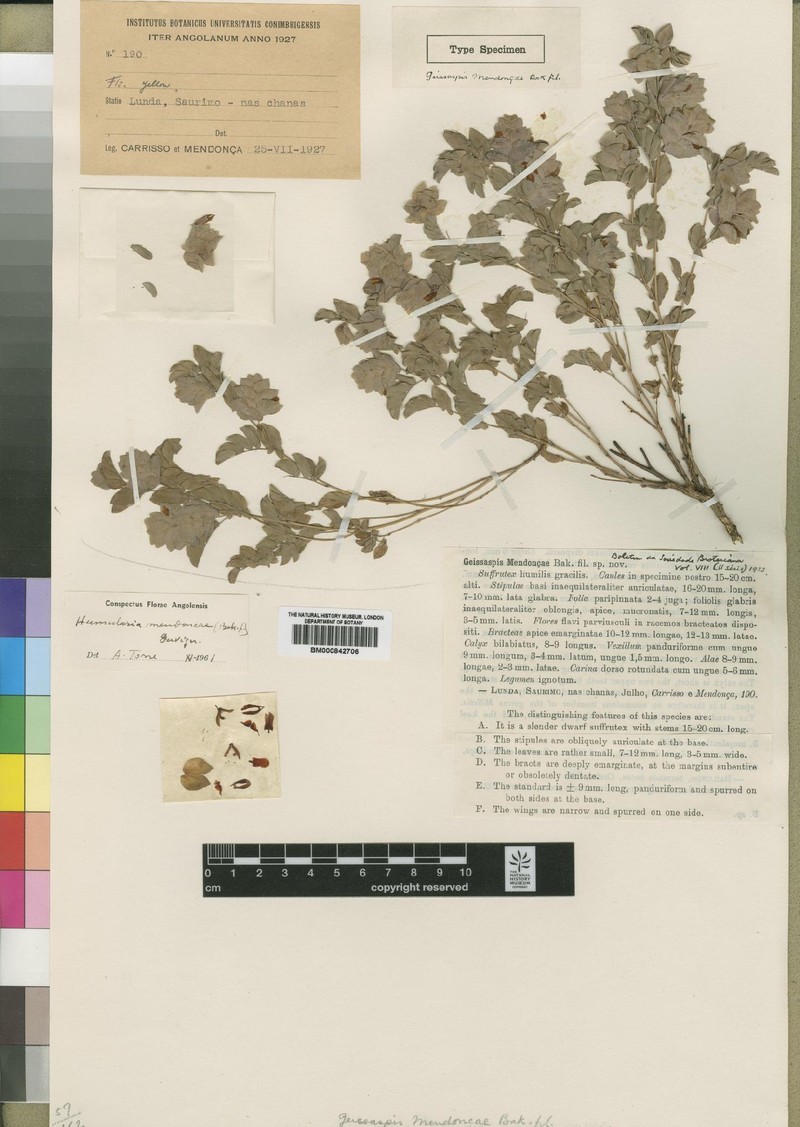 Humularia mendoncae photo 2