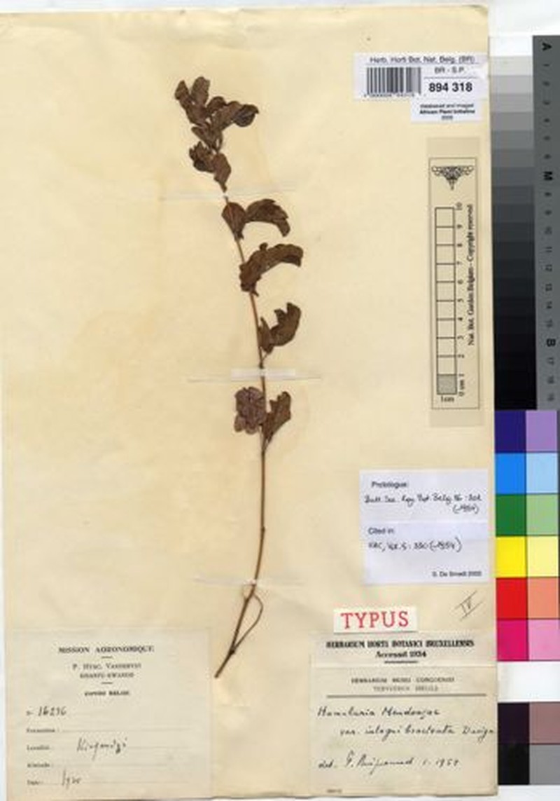 Humularia mendoncae photo 3