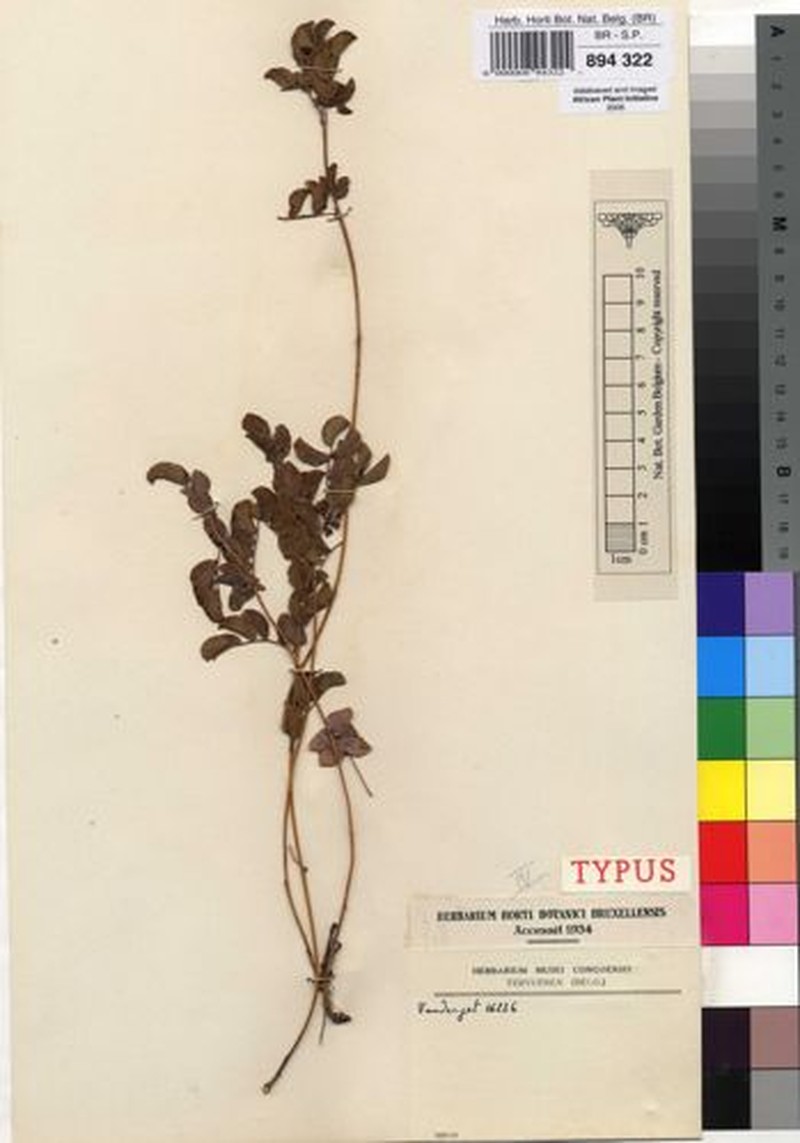 Humularia mendoncae photo 4